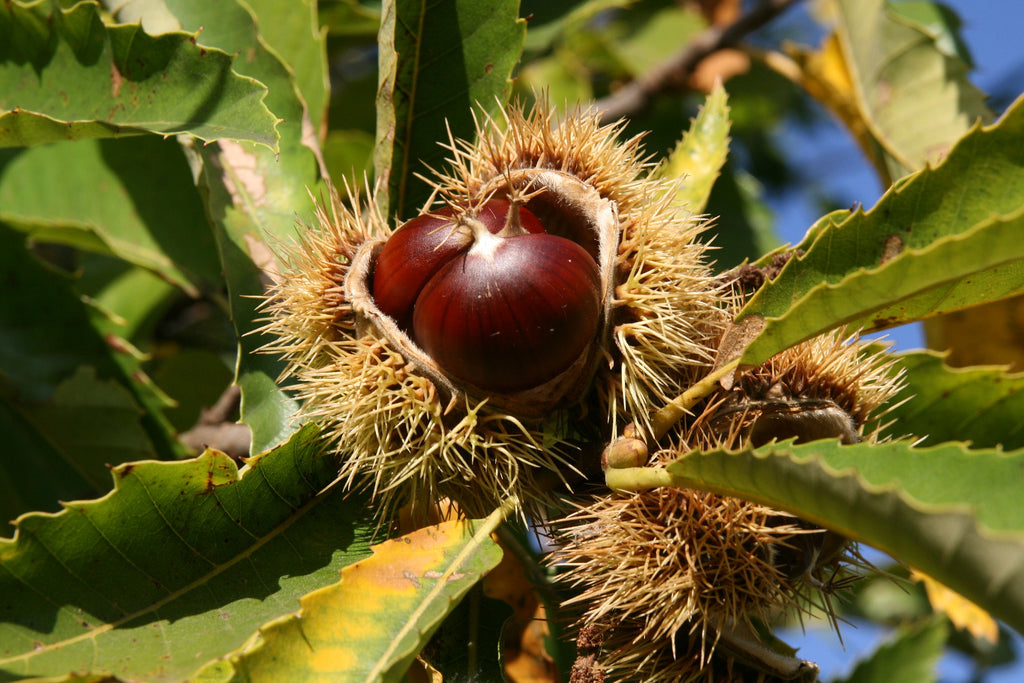 The Benefits of Raw Chestnut Honey