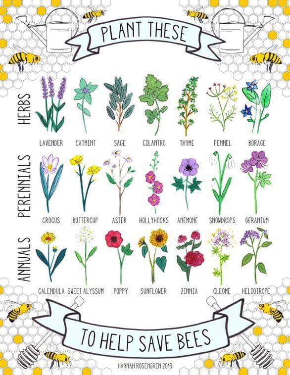 FREE Bee-Friendly Flower Seeds Giveaway