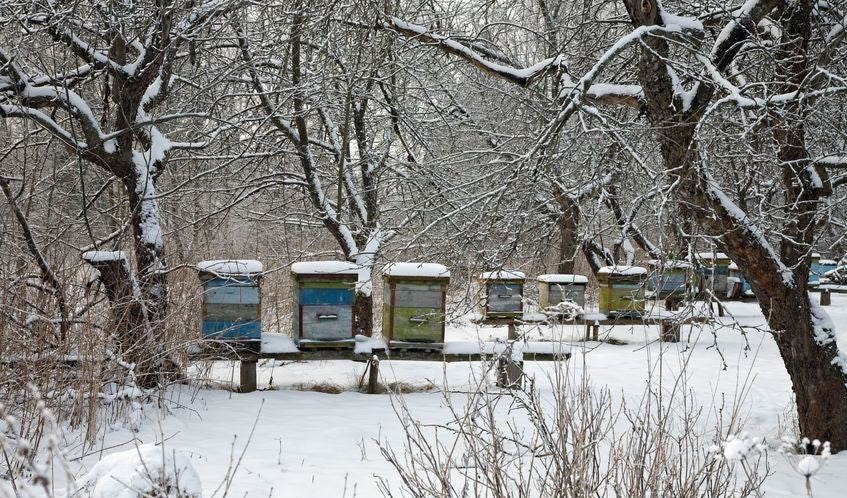 What Happens to Honey Bees in Winter