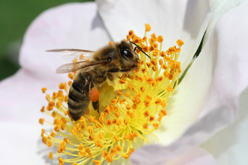 The importance of honey bees
