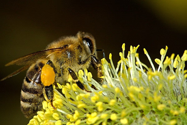 Organic Bee Pollen Health Benefits