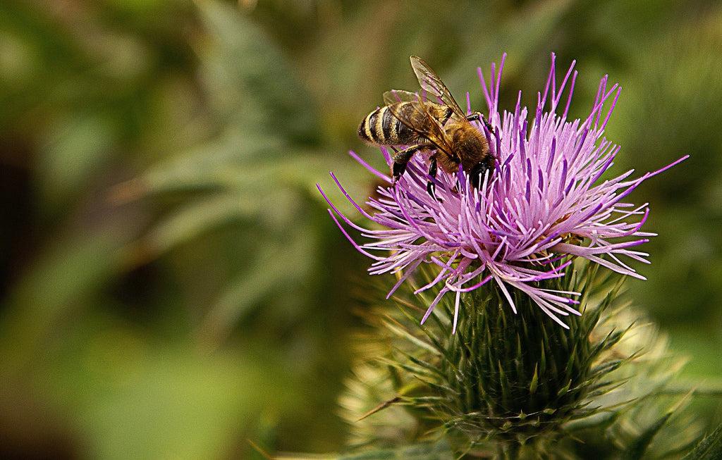 The life cycle of the Honey Bee