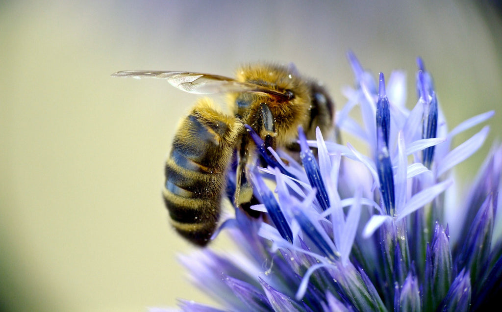 Save the bees with Raw Artisan Honey