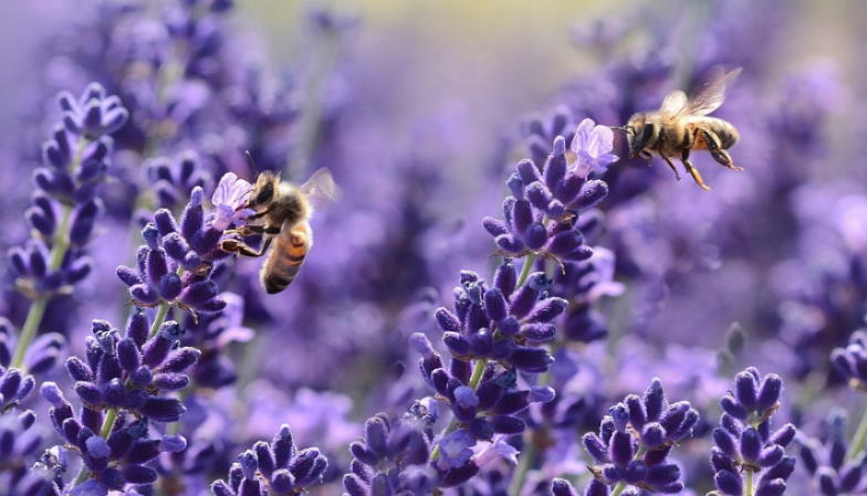 10 interesting facts about honey bees you might not know