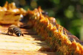 Stay healthy with ancient remedy - Propolis!