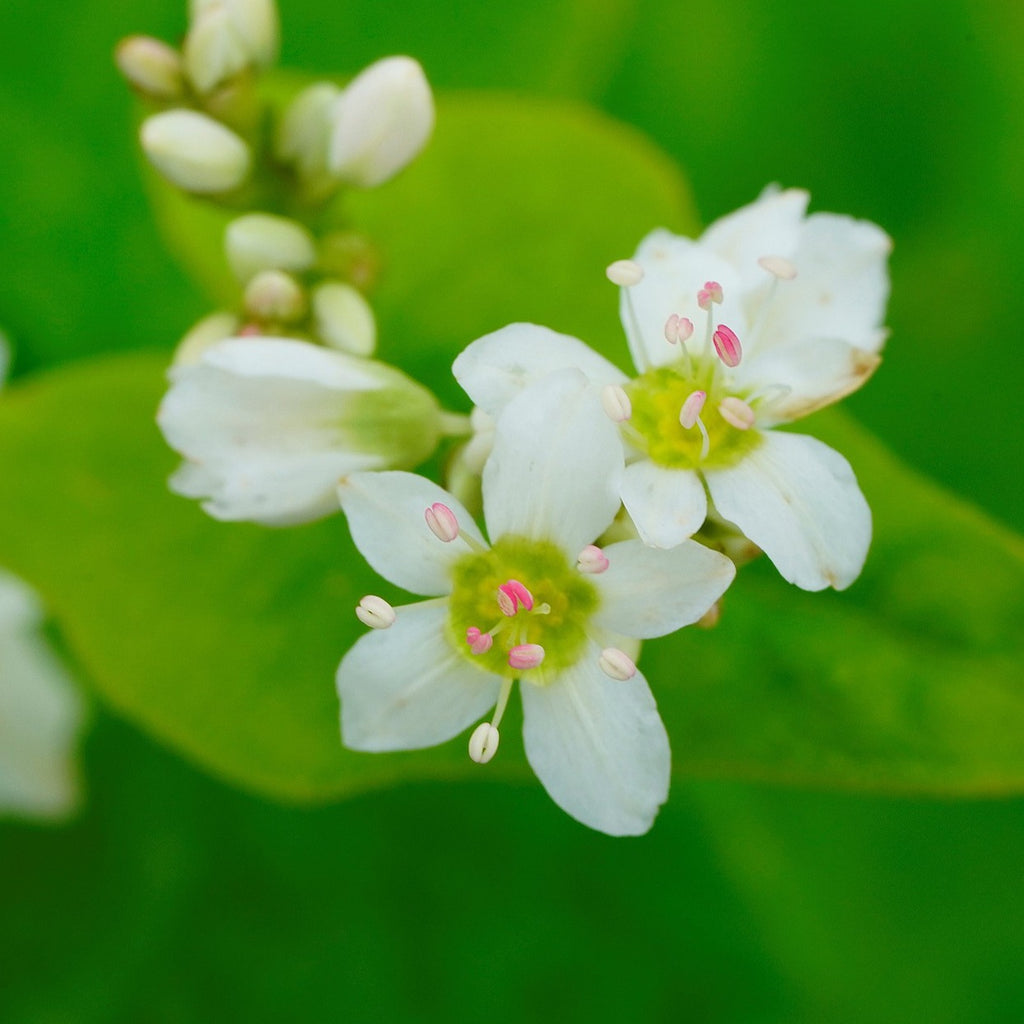 Buckwheat flowers, Buckwheat honey