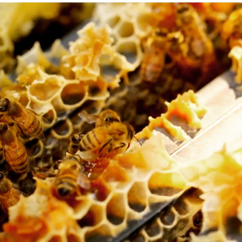 Organic Propolis Care Cream