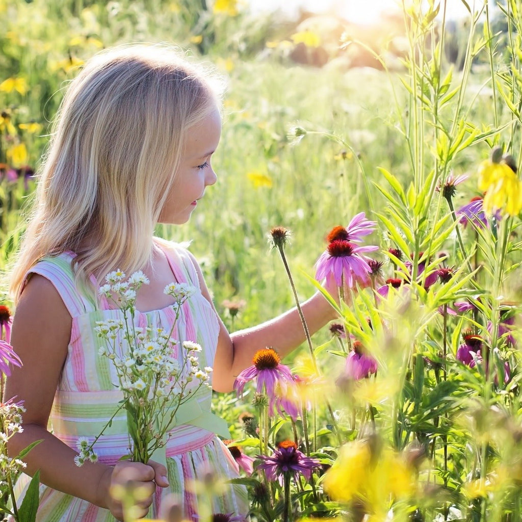 Bee Friendly Wildflowers