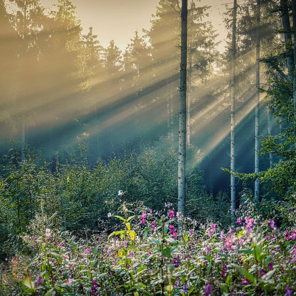 Organic Raw Forest Honey